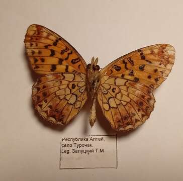 Imagem de Boloria selenis (Eversmann 1837)