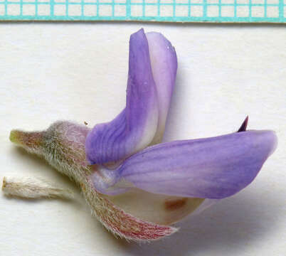 Imagem de Lupinus sericeus subsp. sericeus