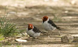 Image of Yellow-billed Cardinal