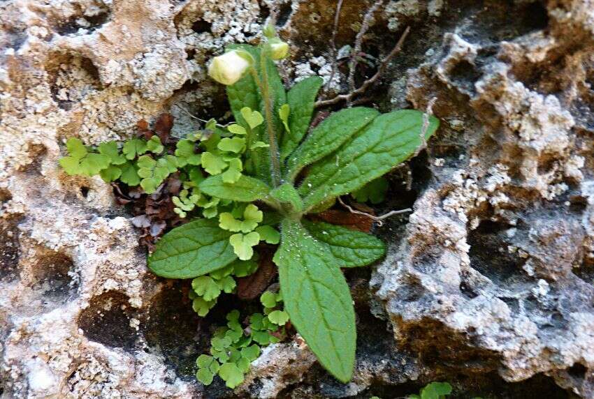 Imagem de Digitalis minor L.