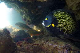 Image of Gray parrotfish