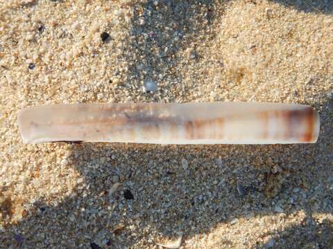 Image of minor jackknife clam