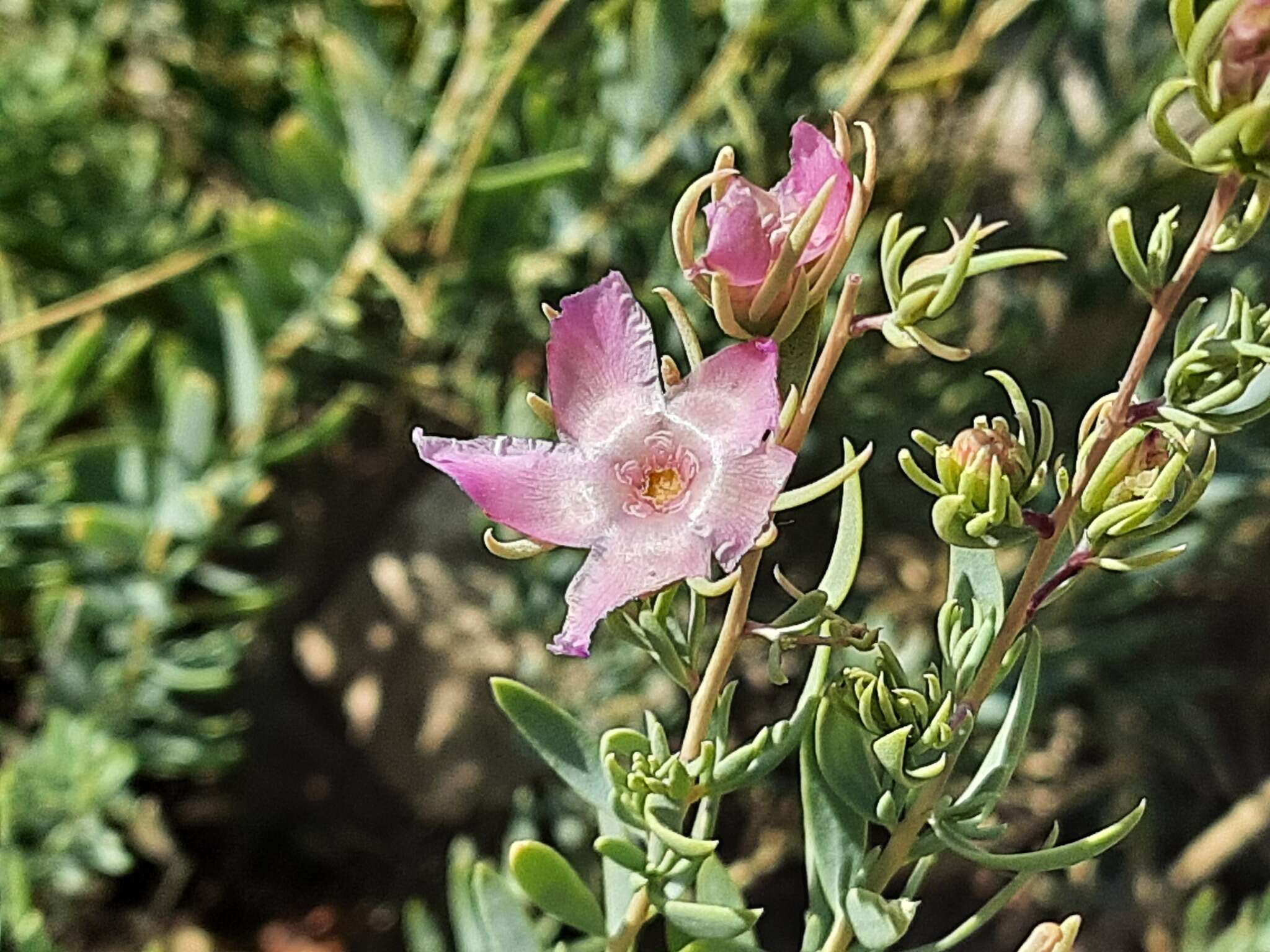 Image de Reaumuria alternifolia (Labill.) Britten