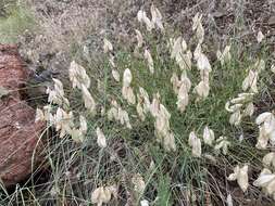 صورة Astragalus cusickii A. Gray