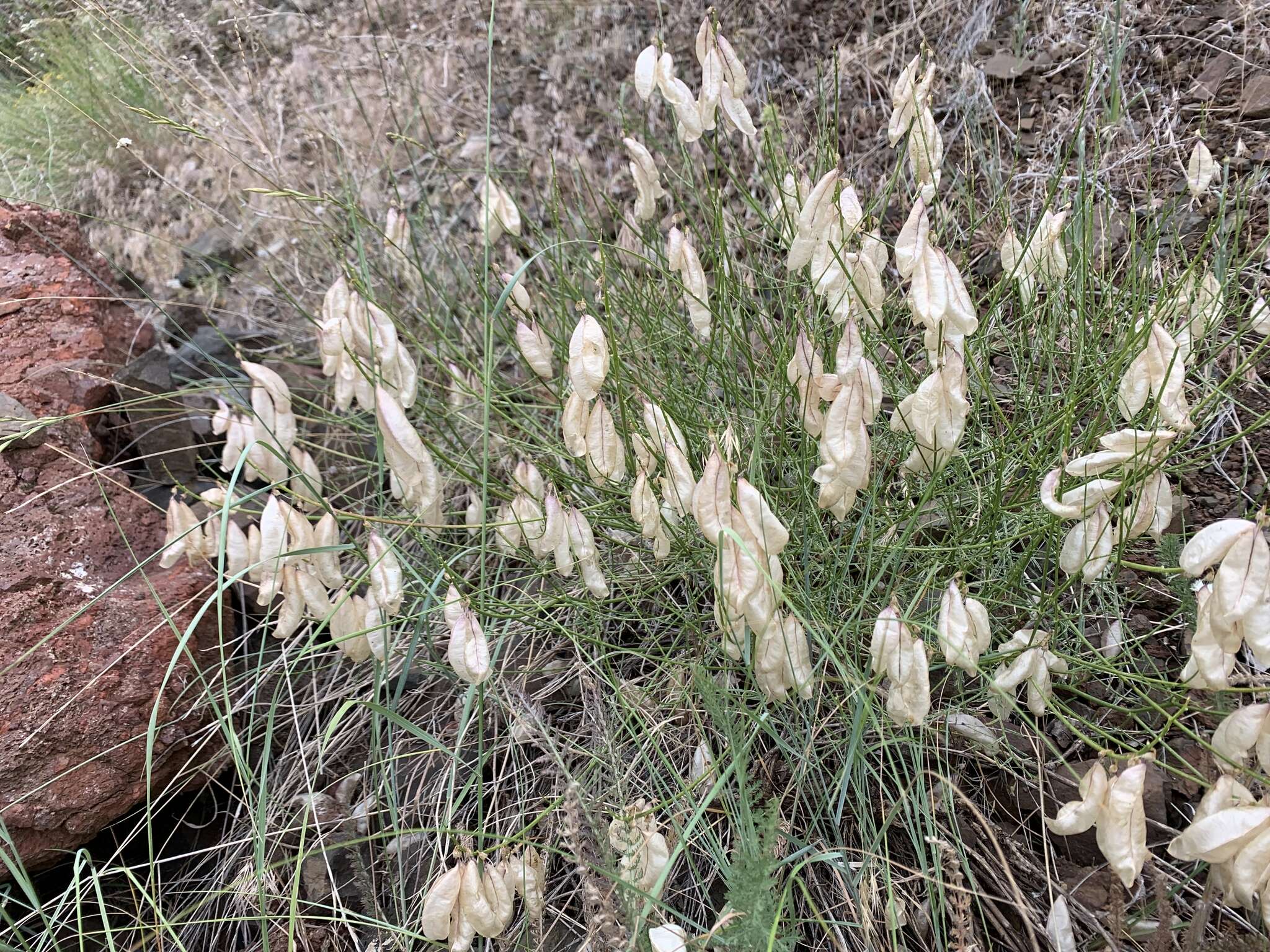 Imagem de Astragalus cusickii A. Gray