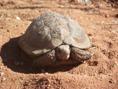 Слика од Psammobates tentorius verroxii (Smith 1839)