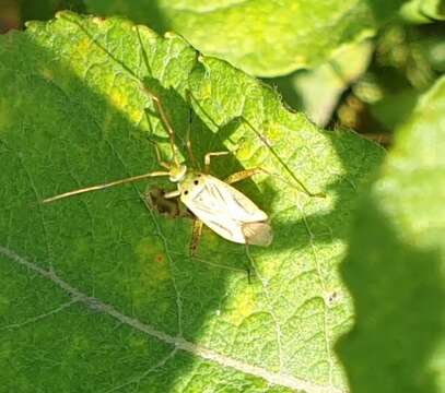 Image of Adelphocoris quadripunctatus (Fabricius 1794)