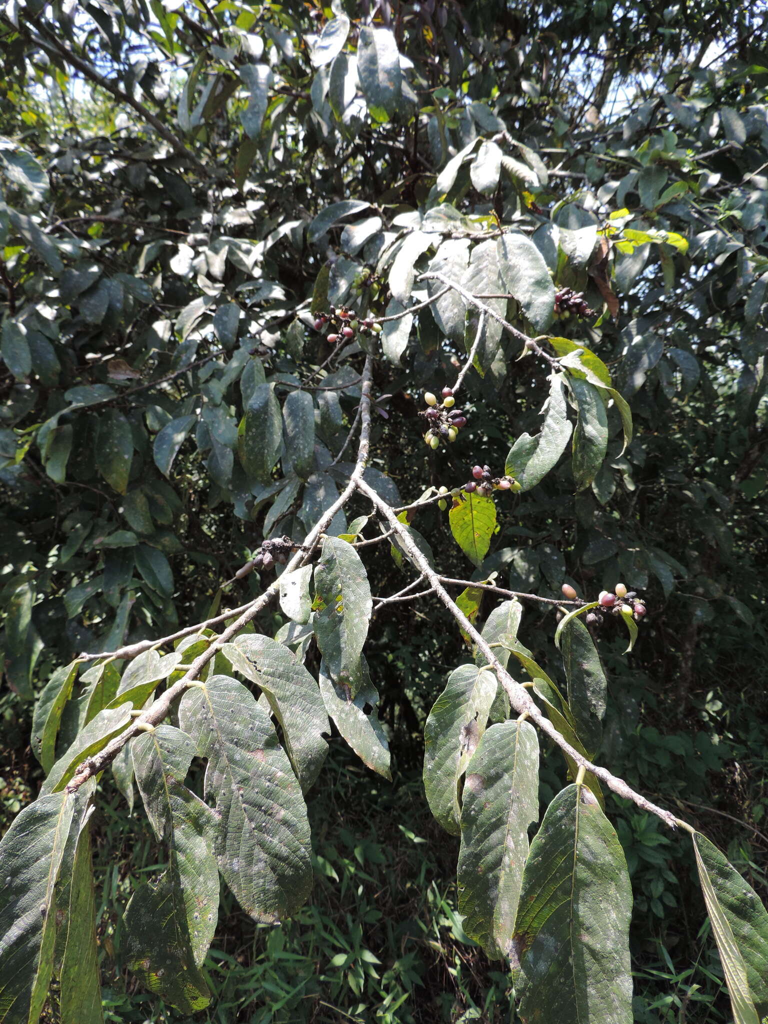 Image of Bridelia brideliifolia (Pax) Fedde