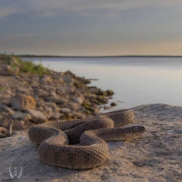 Image of Concho Water Snake