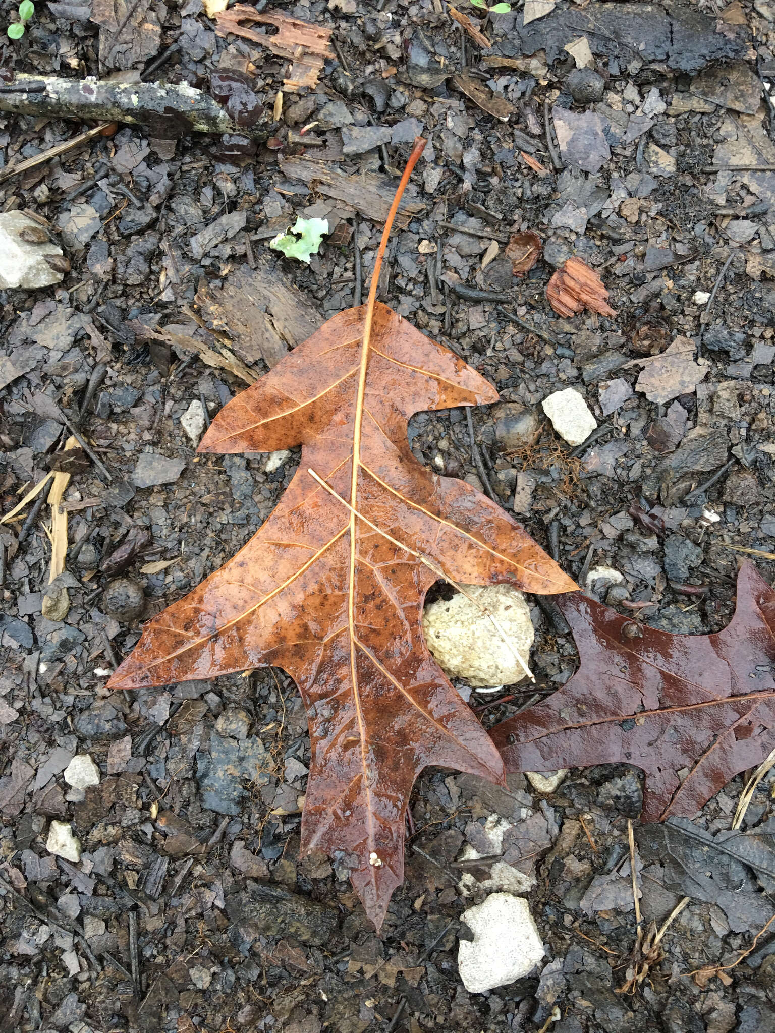 Image of Cherrybark Oak