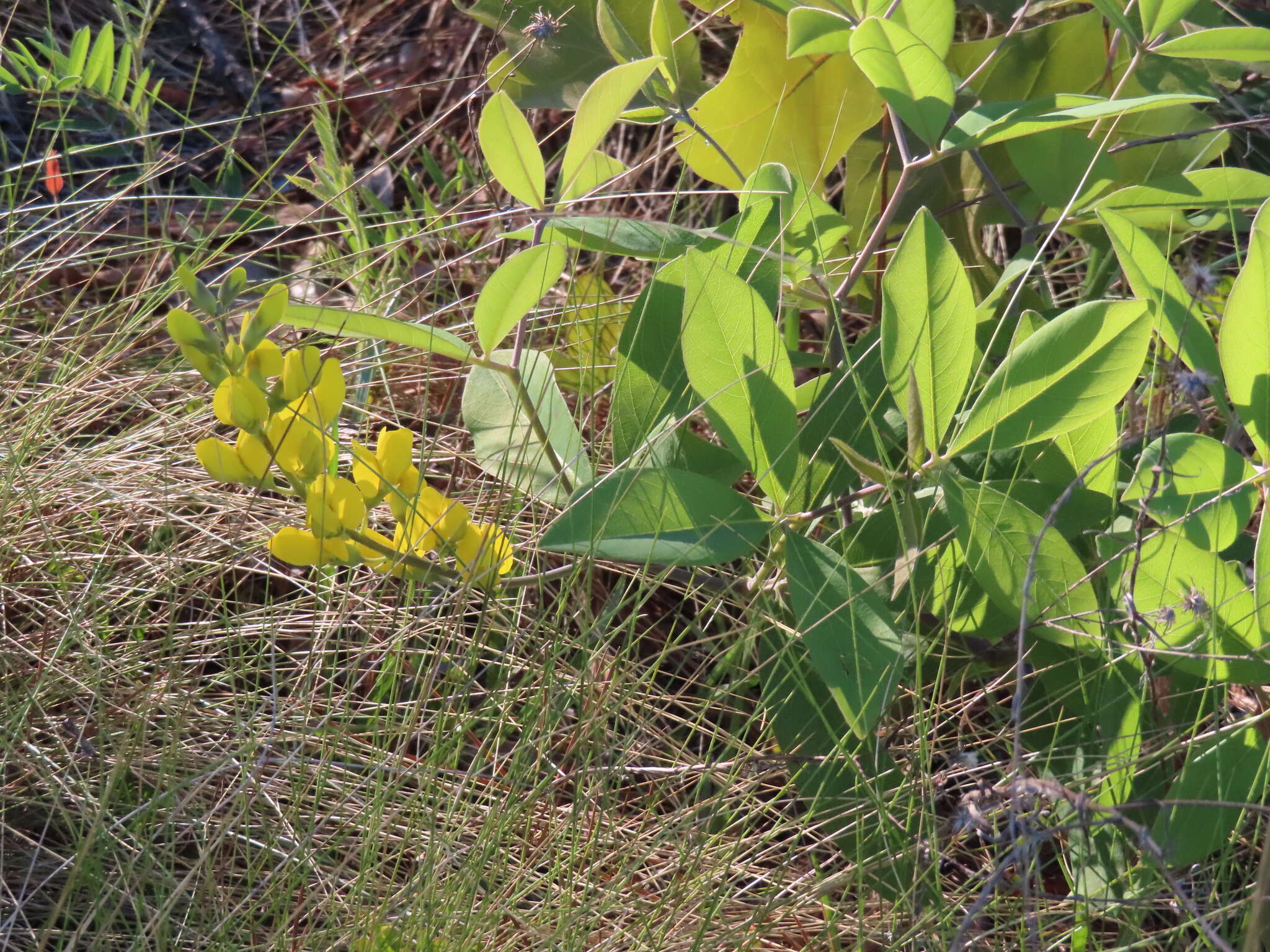 Image de Baptisia cinerea (Raf.) Fernald & B. G. Schub.