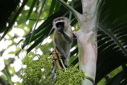 Image of Vervet Monkey