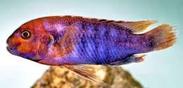 Image of Lavender mbuna