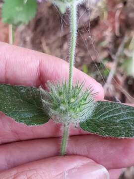 Clinopodium vulgare subsp. arundanum (Boiss.) Nyman resmi