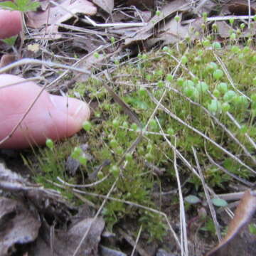 Image of physcomitrium moss