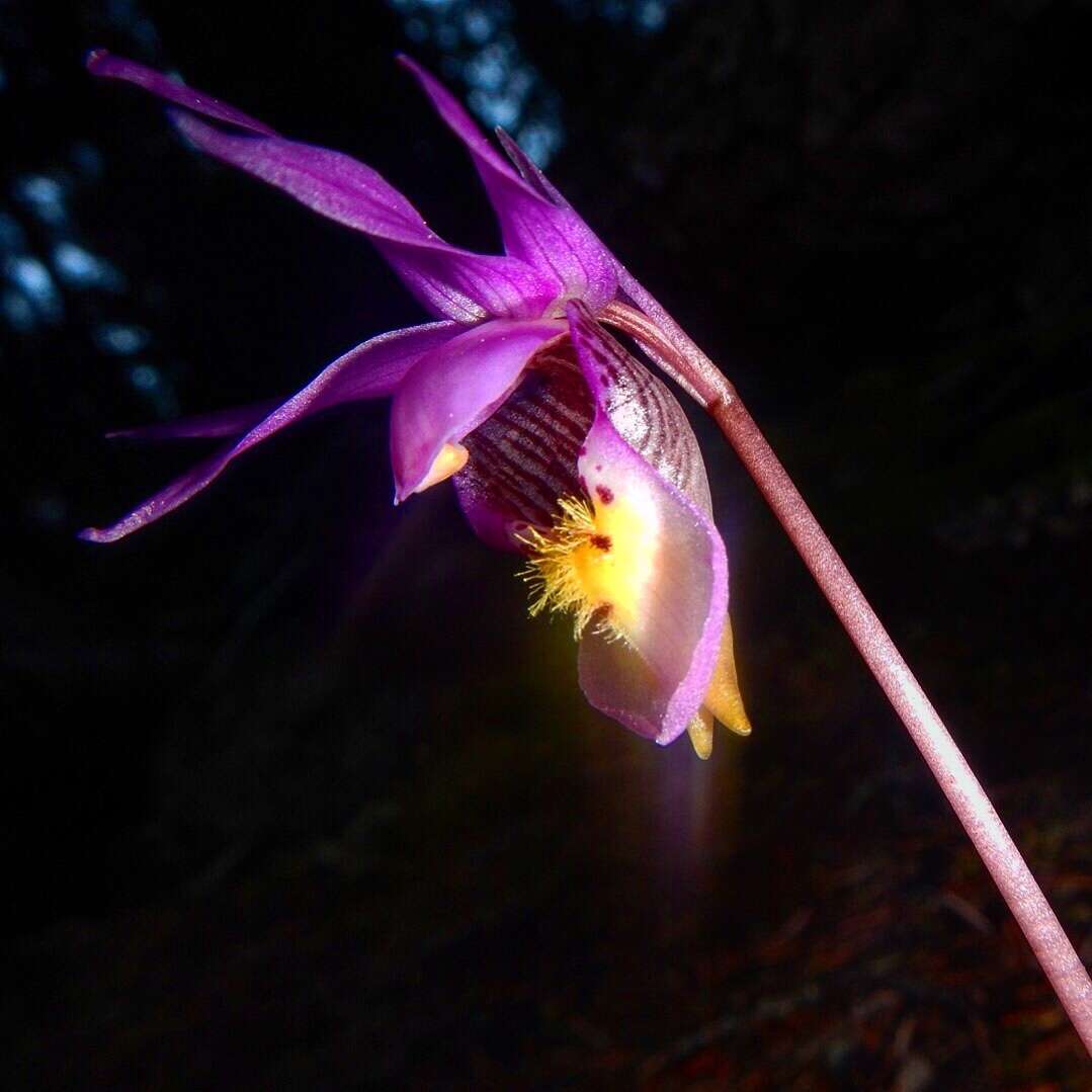 Image of fairy slipper