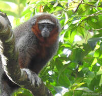 Image of Ornate Titi Monkey