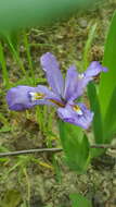 Image of crested iris