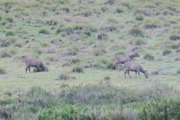 Image of Sambar