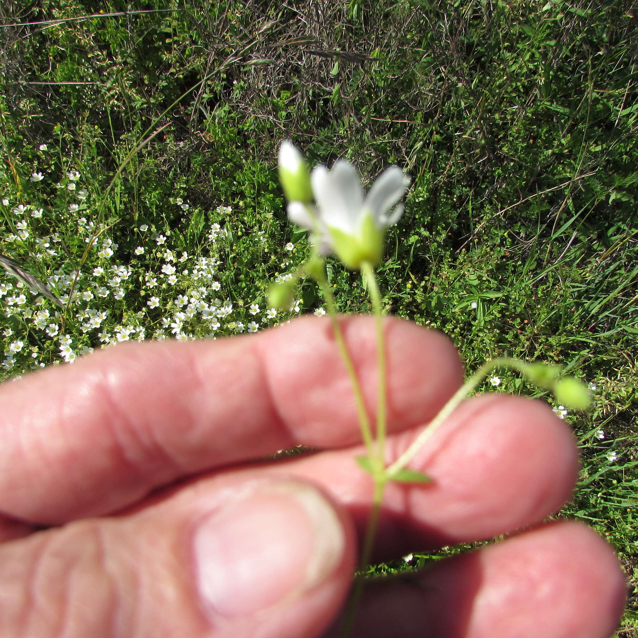 صورة Mononeuria nuttallii (Torr. & A. Gray) Dillenb. & Kadereit