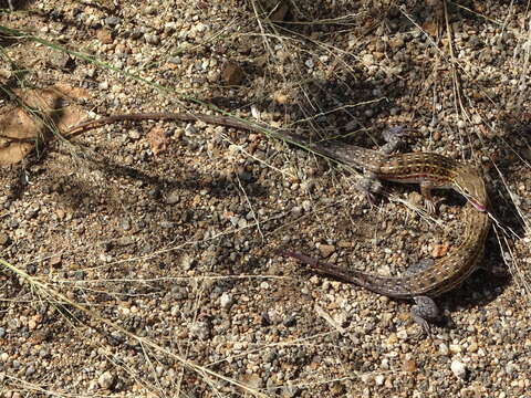 Image of Common Rough-scaled Lizard