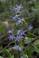 Image of Scilla cilicica Siehe