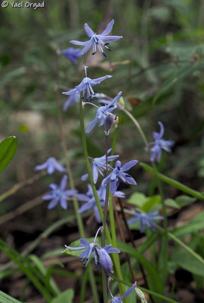 Scilla cilicica Siehe resmi