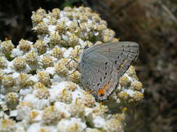 صورة Satyrium californica (Edwards 1862)