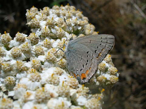 Image of California Hairstreak