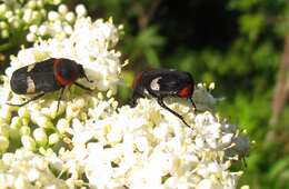 Image de Glycyphana horsfieldi (Hope 1831)