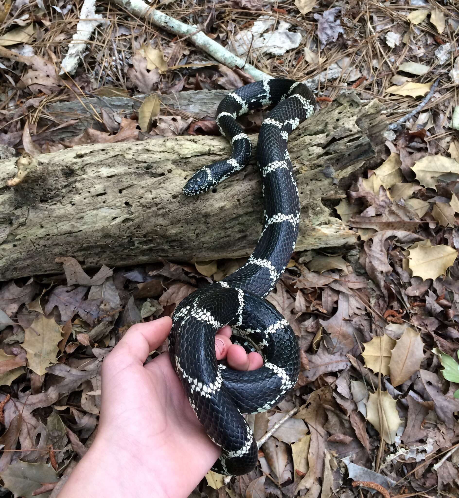 Слика од Lampropeltis getula (Linnaeus 1766)