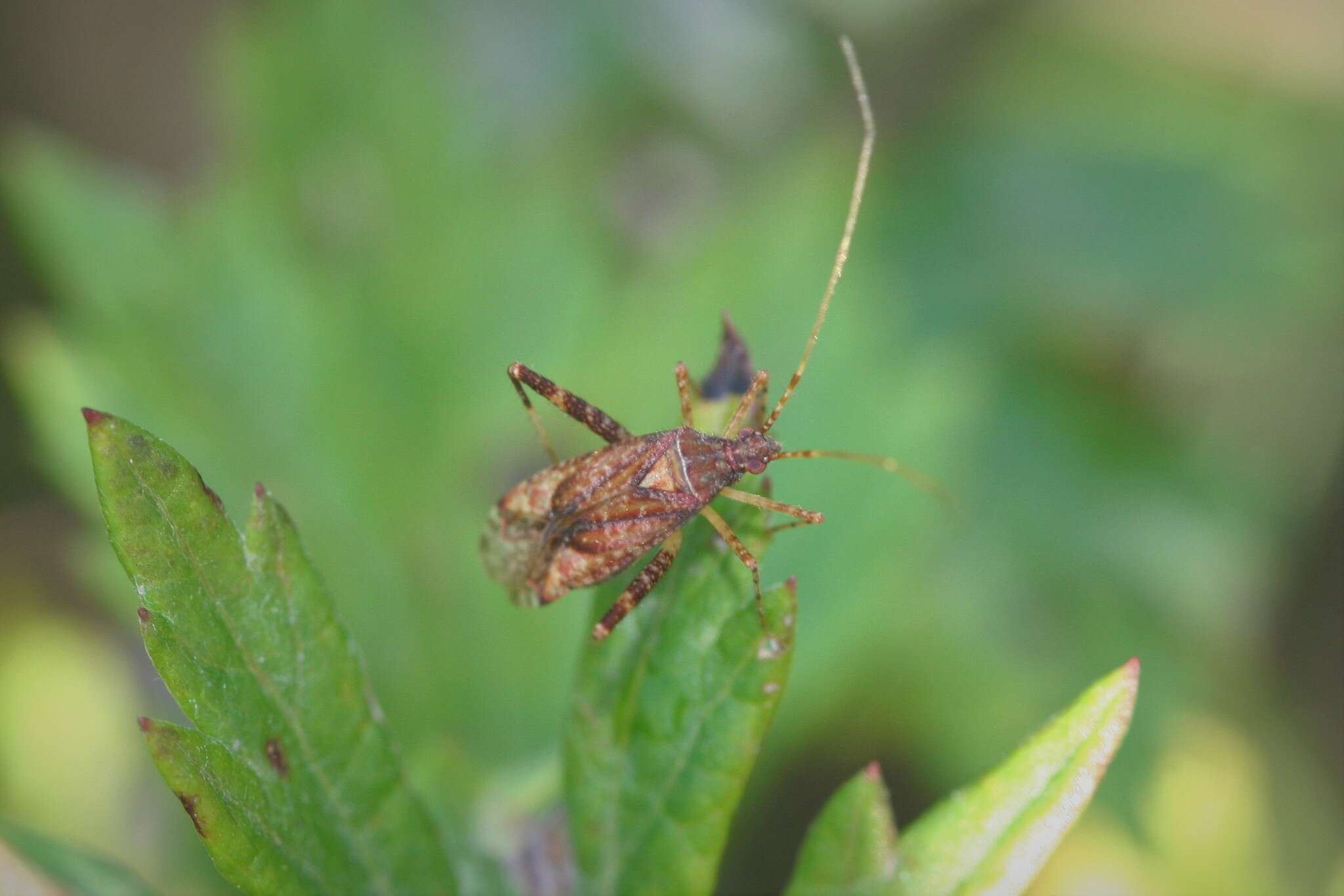 Image of Phytocoris ulmi (Linnaeus 1758)