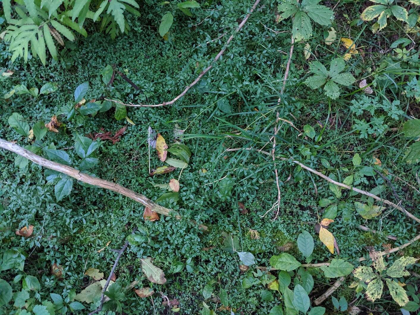 Galium tinctorium L. resmi