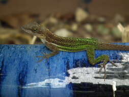 Image of Leach's Anole