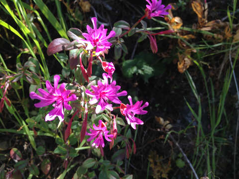 Plancia ëd Clarkia concinna subsp. raichei G. A. Allen, V. S. Ford & L. D. Gottlieb