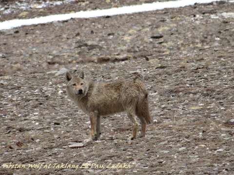 Plancia ëd Canis lupus filchneri (Matschie 1907)