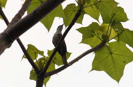 Image of Banded Bay Cuckoo