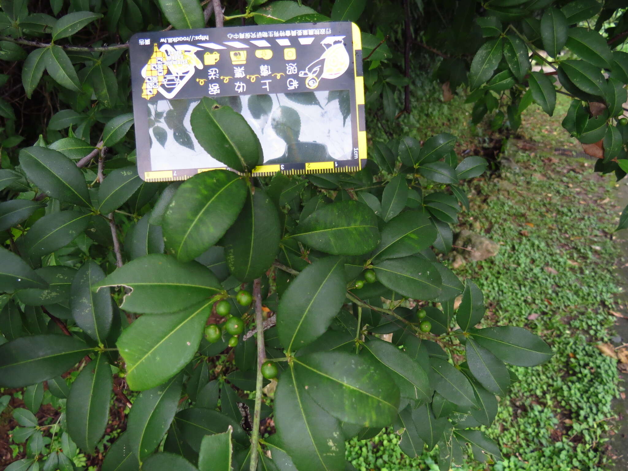Image of Zanthoxylum asiaticum