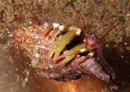 Image of greenmark hermit crab