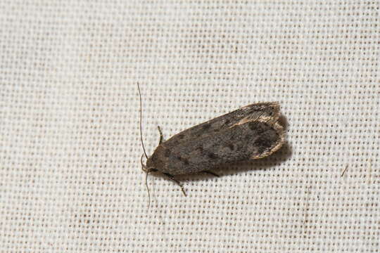 Image of Dark-headed Aspen Leafroller Moth