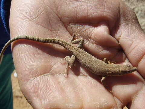 Image of Small-spotted lizard