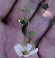 Image of White Fen-Rose