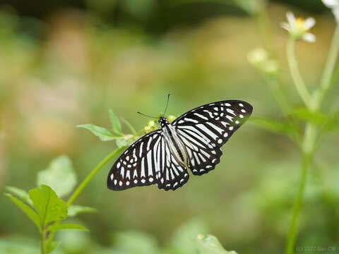 Graphium macareus (Godart 1819) resmi