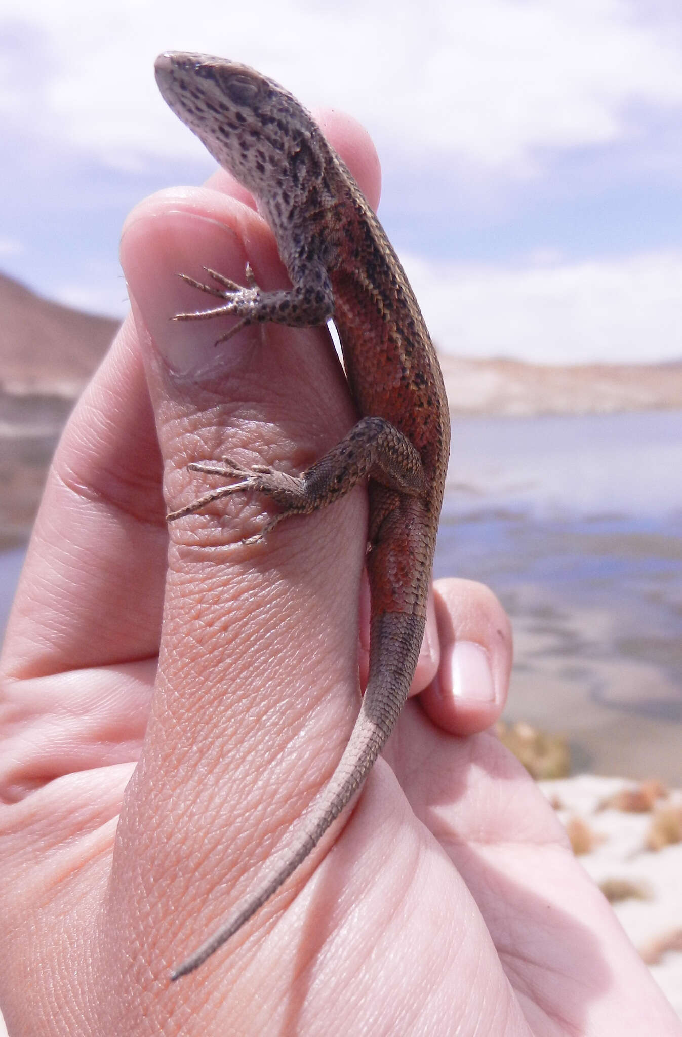 Image of Liolaemus puna Lobo & Espinoza 2004