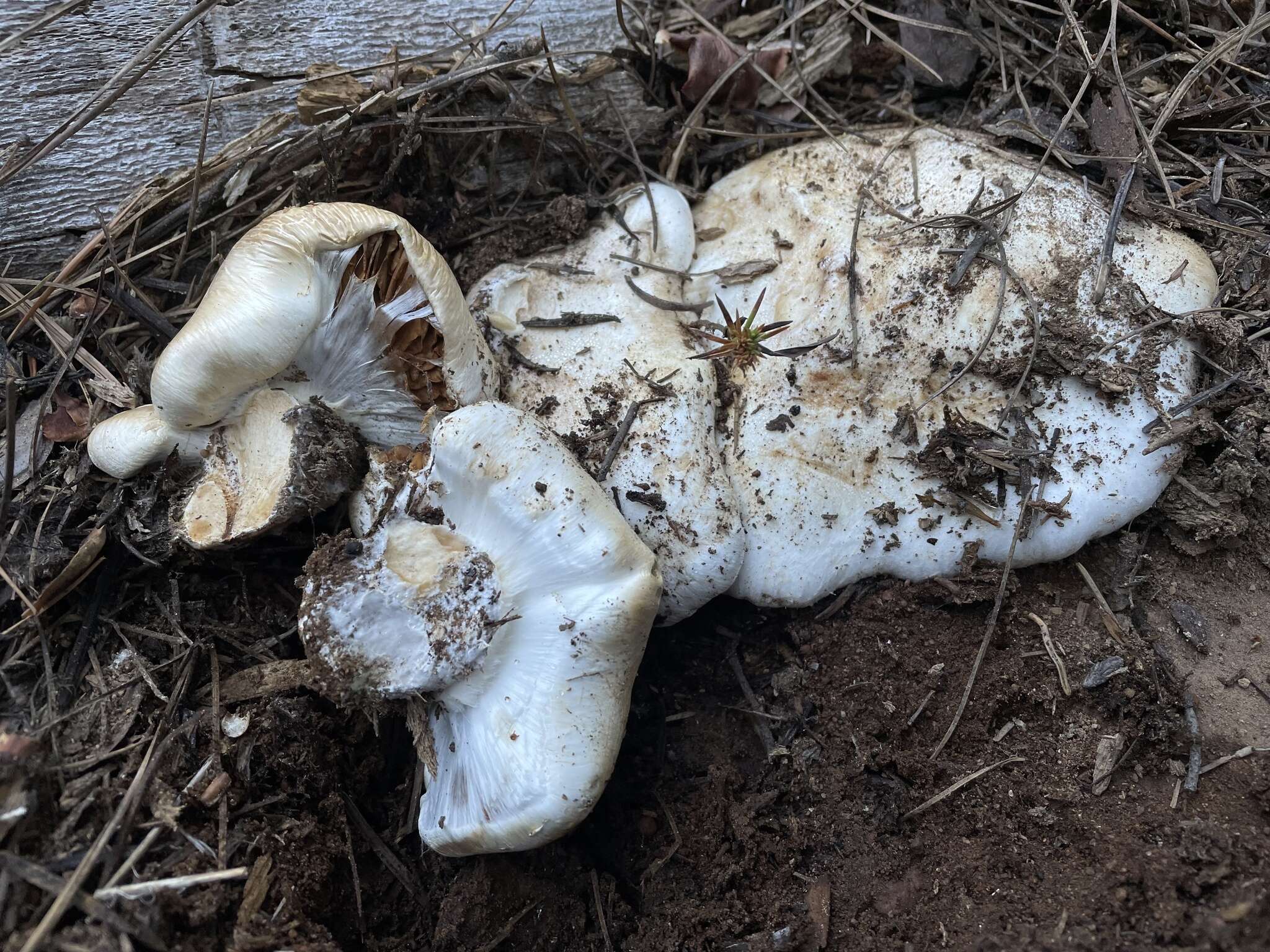 Слика од Cortinarius magnivelatus Dearn. ex Fogel 1995