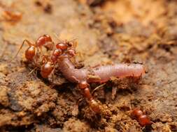 Image of Cheliomyrmex andicola Emery 1894