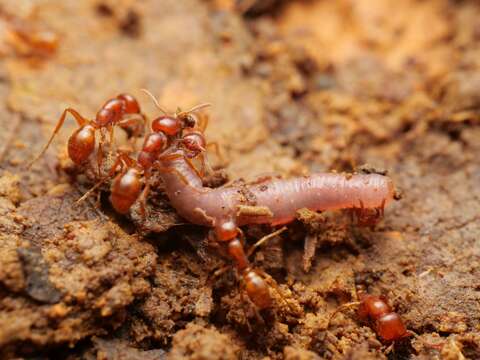 Image de Cheliomyrmex andicola Emery 1894