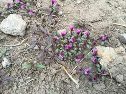 Image of Jepson's monkeyflower