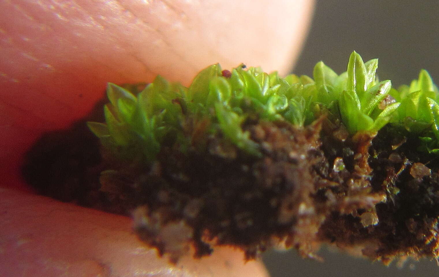 Image of hyophila moss