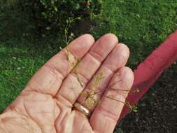 Imagem de Sagina decumbens subsp. decumbens